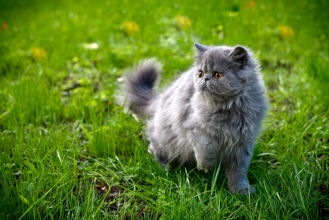 Обои картинки фото животные, коты, котейка