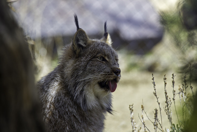 Обои картинки фото животные, рыси, морда, рысь