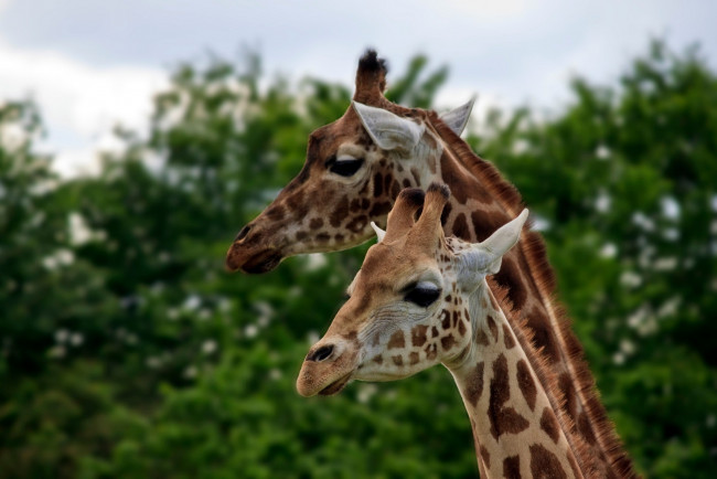 Обои картинки фото животные, жирафы, пара