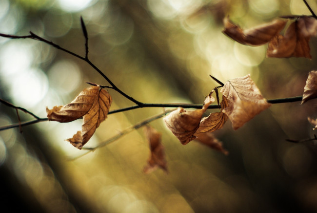 Обои картинки фото природа, листья, осень