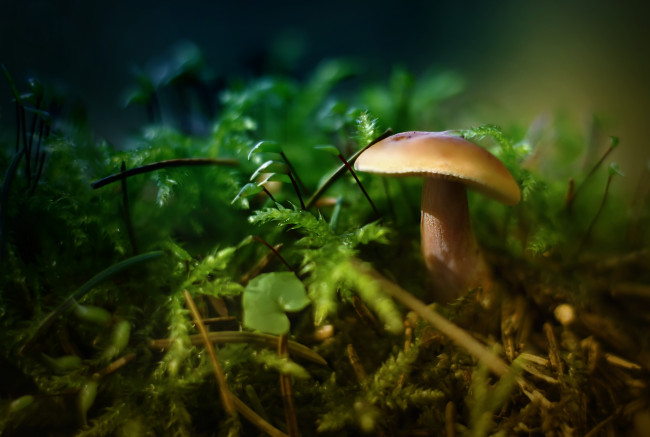 Обои картинки фото природа, грибы, макро