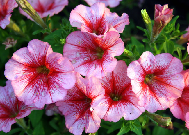 Обои картинки фото цветы, петунии,  калибрахоа, розовый