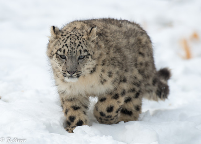 Обои картинки фото животные, снежный барс , ирбис, снег, детеныш, барс