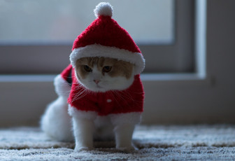 Картинка животные коты колпак одежда кот