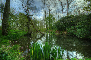 Картинка природа реки озера заросли лес река