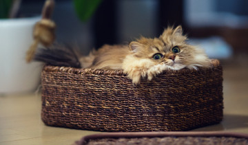 Картинка животные коты взгляд корзинка ушки усы коте киса