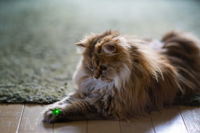 Обои картинки фото животные, коты, взгляд, пушистый, коте, киса, лежит