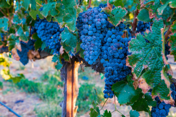 Картинка природа Ягоды +виноград виноградник