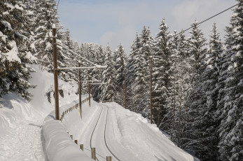 Картинка природа зима снег дорога ели