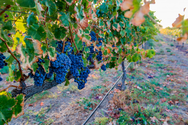 Обои картинки фото природа, Ягоды,  виноград, виноградник