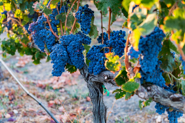 Обои картинки фото природа, Ягоды,  виноград, виноградник