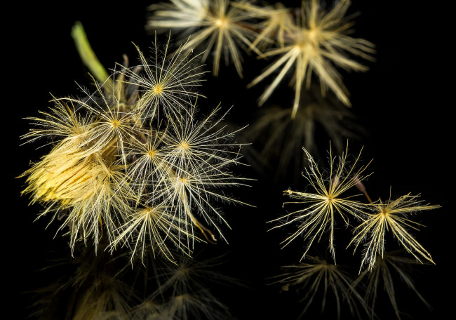 Обои картинки фото природа, макро, фон