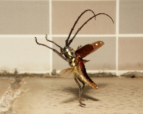 Картинка животные насекомые жук