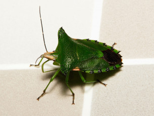 Картинка животные насекомые клоп