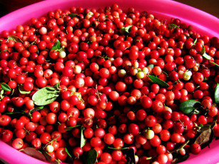 обоя еда, брусника, ягоды