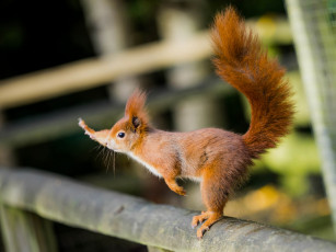 Картинка животные белки хвост жест белка рыжая