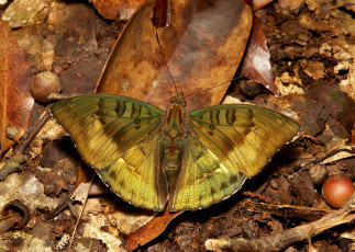 Картинка животные бабочки +мотыльки +моли бабочка