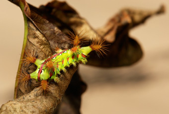 Картинка животные гусеницы гусеница