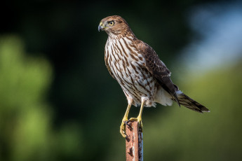 Картинка животные птицы+-+хищники птичка