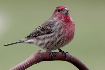 Картинка животные птицы птичка