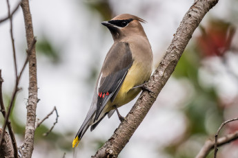 Картинка животные птицы птичка