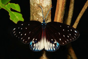 Картинка животные бабочки +мотыльки +моли бабочка