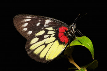 Картинка животные бабочки +мотыльки +моли бабочка