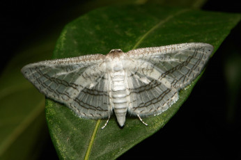 Картинка животные бабочки +мотыльки +моли мотылёк