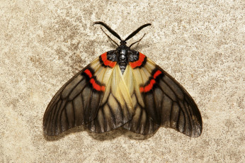 Картинка животные бабочки +мотыльки +моли мотылёк