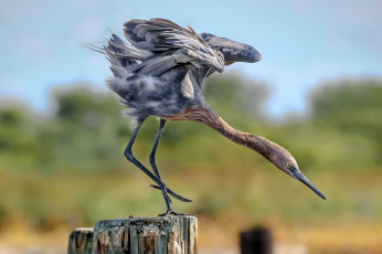 Картинка животные цапли +выпи птичка