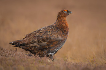 Картинка животные глухари +тетерева птичка