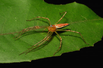 Картинка животные пауки паук