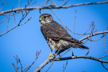 Картинка животные птицы+-+хищники птичка