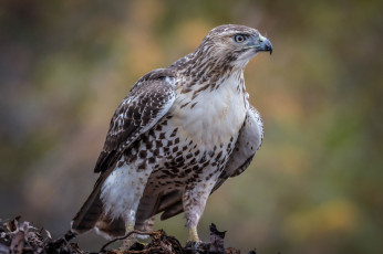 Картинка животные птицы+-+хищники птичка