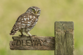 Картинка животные совы птичка