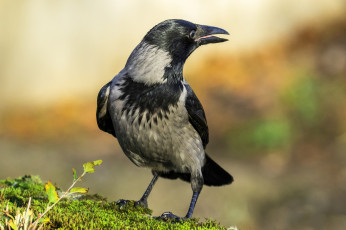 Картинка животные вороны +грачи +галки птичка