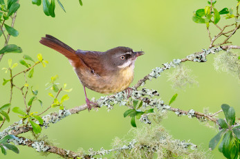 Картинка животные птицы птичка