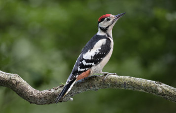 Картинка животные дятлы птичка