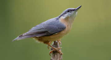 Картинка животные поползни птичка