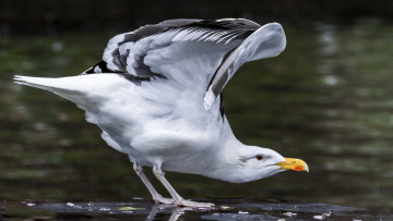 Картинка животные Чайки +бакланы +крачки птичка