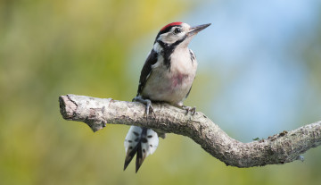 Картинка животные дятлы птичка