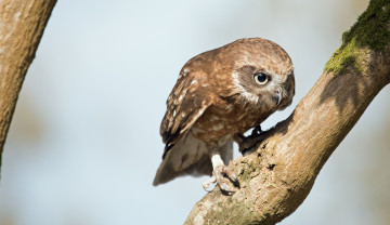 Картинка животные совы птичка