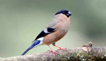 Картинка животные снегири птичка