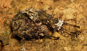 Картинка животные гусеницы гусеница