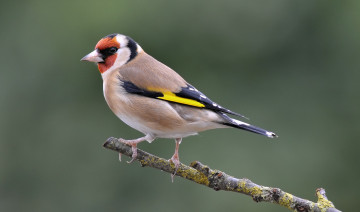 Картинка животные птицы птичка