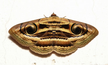 Картинка животные бабочки +мотыльки +моли мотылёк