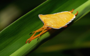 Картинка животные насекомые жук