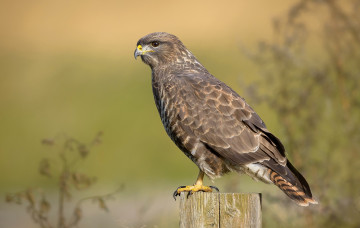 Картинка животные птицы+-+хищники птичка