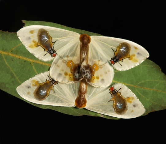 Обои картинки фото животные, бабочки,  мотыльки,  моли, мотыльки