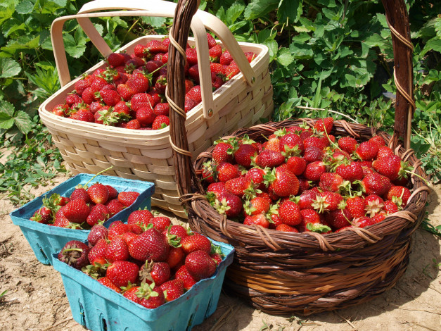 Обои картинки фото еда, клубника,  земляника, ягоды